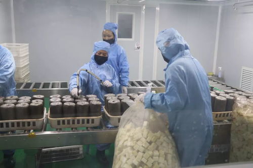 加大研發(fā)力度，發(fā)展優(yōu)質(zhì)食用菌產(chǎn)品，促進(jìn)菌種進(jìn)出口繁榮